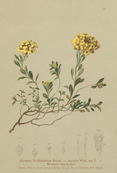 Steinkraut von German School